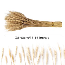 CoolCrafts 100 Stems Dried Wheat Stalks Natural Wheat Bundle for Home Decor, Crafts