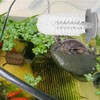 2pcs Turtle Brush with Suction Cup, Turtles Shell Scrub Scratcher
