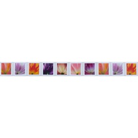 2023 Tulip Blossom Forever First Class Postage Stamp (10 Count Strip) Y