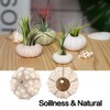 5 Pack Mini Sea Urchin Shell Hanging Pot- Decorative Hanging