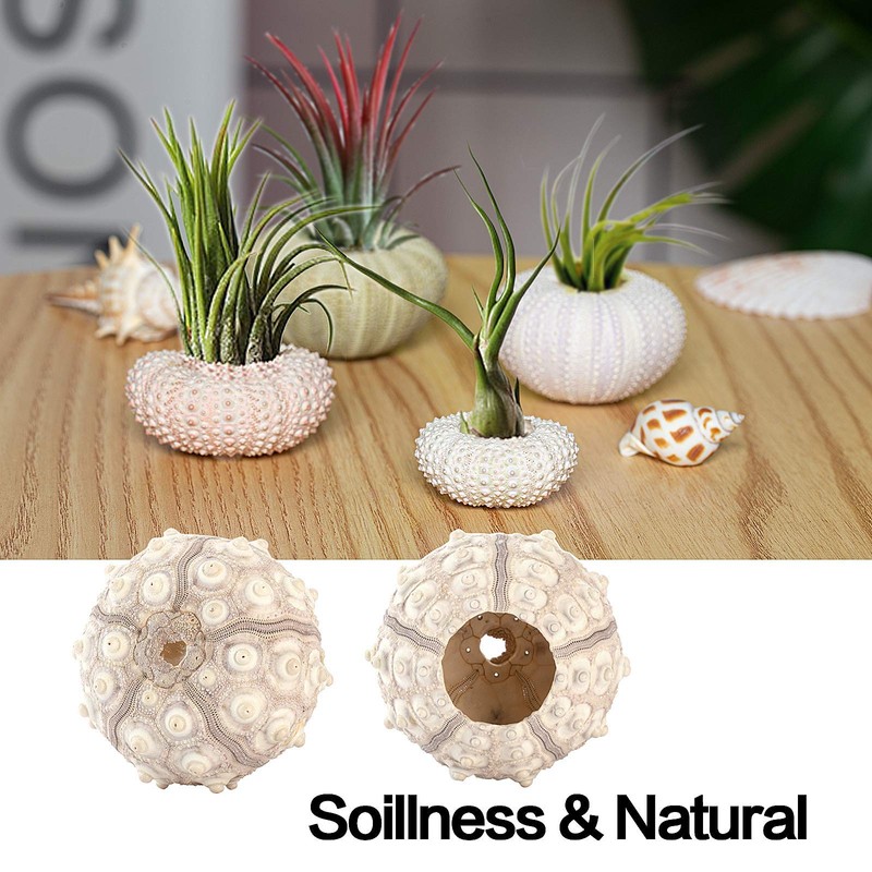 5 Pack Mini Sea Urchin Shell Hanging Pot- Decorative Hanging