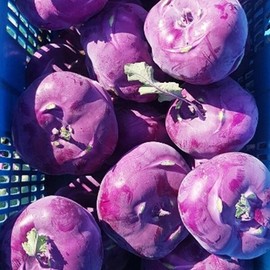 Domestic crunchy seasonal kohlrabi special 4kg / 국내산 아삭아삭 제철 콜라비 특품 4kg