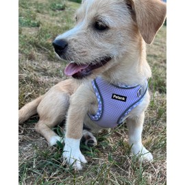 Petank Dog Harness for Small Medium Dogs No Pull, Puppy Harness and Leash Set, Easy Walk Dog Harness for Walking, Running, Training, Small Dog Harness, Medium Dog Harness (Purple, S)