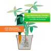 BioGreen Hydro Wine Irrigation System for Balcony and Pot Plants,