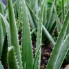 Kwon Do-young Aloe 유기농 생알로에 베라 1kg 식용 Organic Fresh