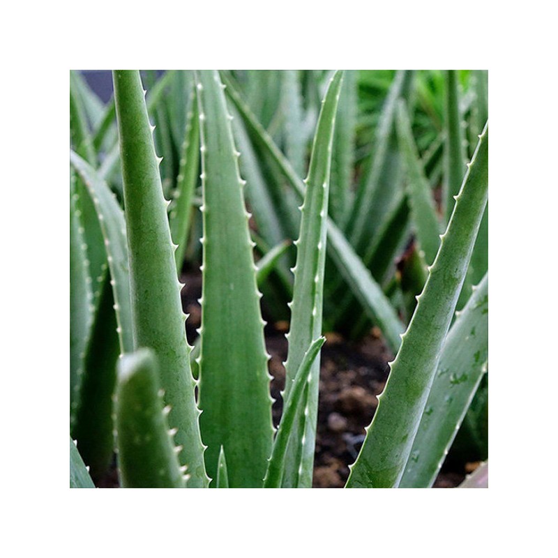 Kwon Do-young Aloe 유기농 생알로에 베라 1kg 식용 Organic Fresh