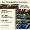 Hosta Flower Bulbs for Garden Edges, Broad Leaf Appeal, 2