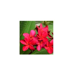 2 Red Hawaiian Frangipani Plumeria Cuttings HT9 Kanoa Hawaii