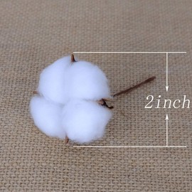 CIR OASES Real Cotton Balls Decor - 24 Pieces for Wreath Decor Cotton Bolls Balls Natural Cotton Farmhouse Style for Home Decor Wedding Vase Bowl Filles DIY (24 Pieces)