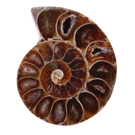 2Pcs Ammonite Fossil Specimen Shell Madagascar Natural Stones and Minerals With Ancient History, Retro Style (4cm)