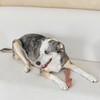 SPOT Bam-Bones Plus Branch -Bamboo Fiber & Nylon, Durable Long