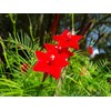 30+Tri Color Mix Cypress Hummingbird Vine Seeds(Cardinal Climber)Red,Wh