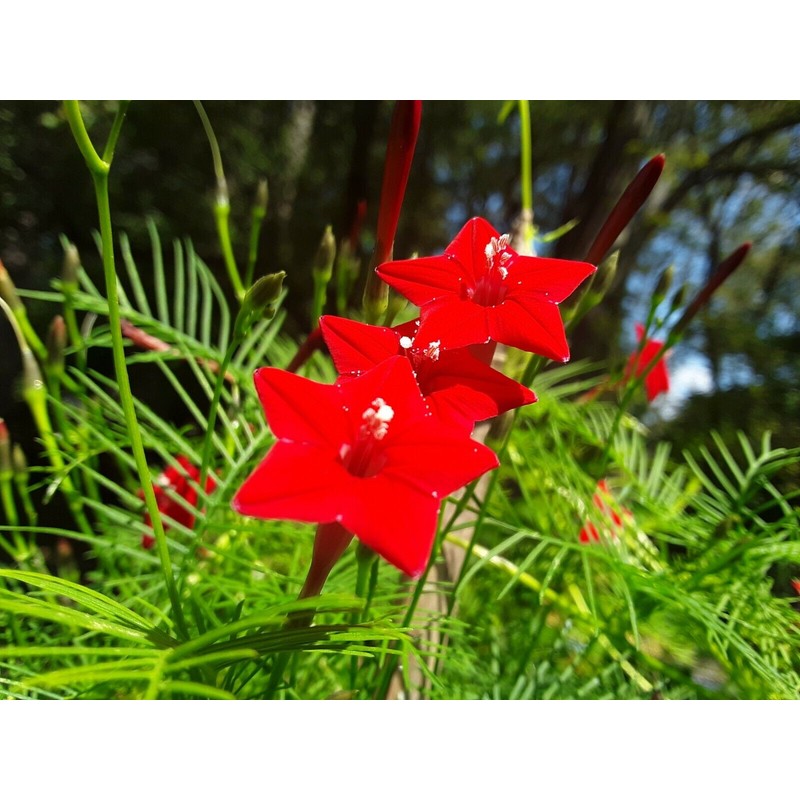 30+Tri Color Mix Cypress Hummingbird Vine Seeds(Cardinal Climber)Red,Wh