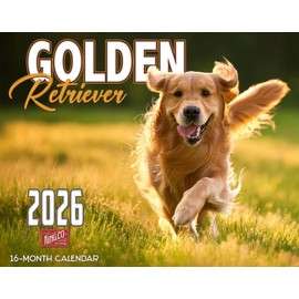 2026 Golden Retriever Wall Calendar 16-Month X-Large Size 14x22, Retriever Dog Calendar by The KING Company-Monster Calendars