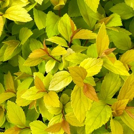 Blooming & Beautiful - Gold Mound Spirea - 3 Gal - Deciduous Shrub - Clustered Pink Flowers - Vibrant Golden Colored Foliage - Zones 4-8 - Spirea Japonica ‘Gold Mound’ - 3 Gallon Pot