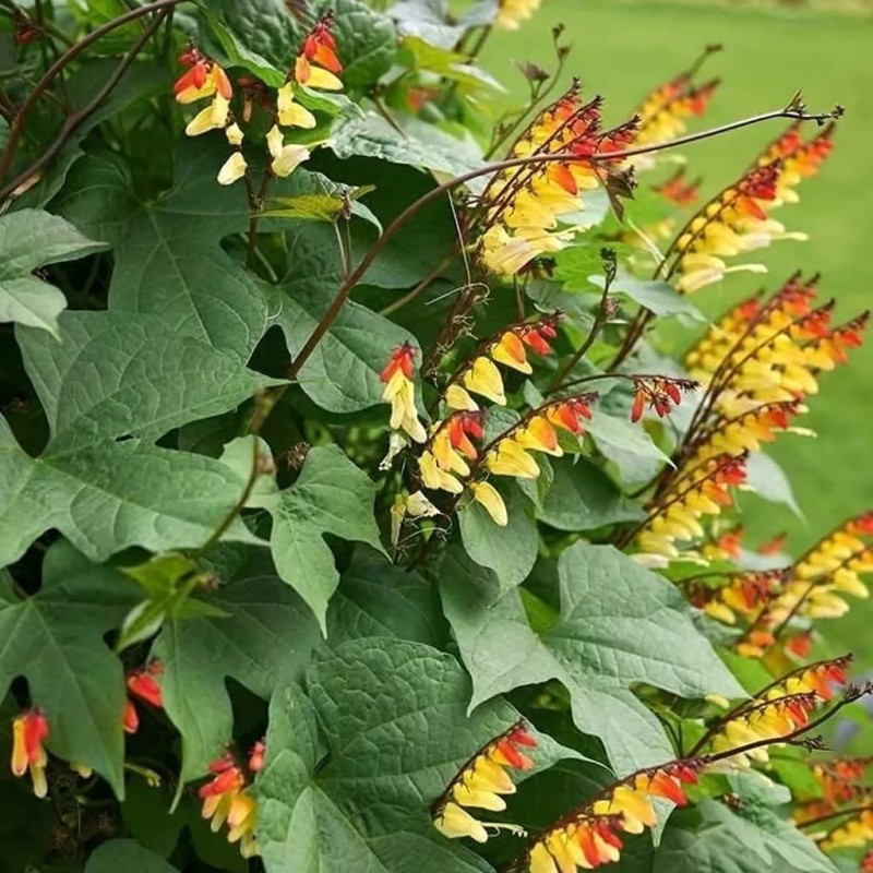Fairy7Seas Firecracker Vine Seeds- Mina Fire Vine, Spanish Flag Vine,