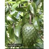 Tree Annona Muricata Graviola Soursop Guanabana Potted Tropical 5-9 inches