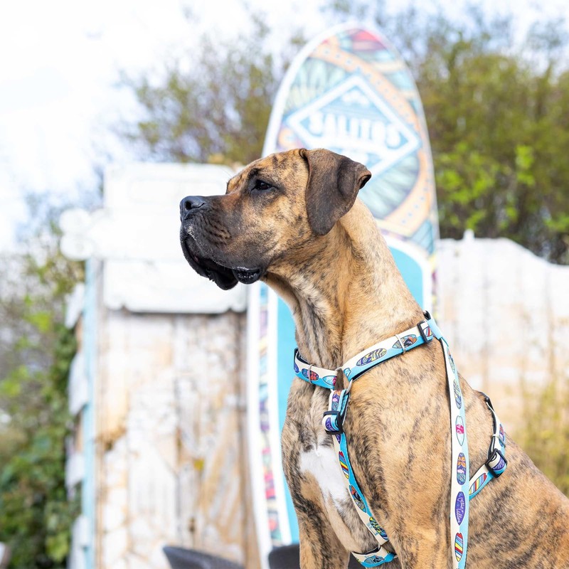 Max & Molly Aloha Lead L