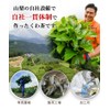 Mulberry Tea Bags, Mulberry from Yamanashi Prefecture, Enhanced Ingredients Extract,