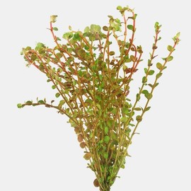 BUY 2 GET 1 FREE Rotala Vietnam H'Ra-Easy Live Aquarium Pond Aquatic Plant