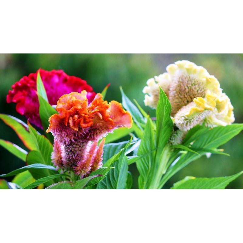 RAISE ME UP: Seeds Cockscomb Mix (Crested, West Indian, Toreador)