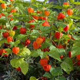 Outsidepride 2000 Seeds Chinese Lantern Garden Cut Flowers for Dried Floral Arrangements