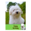 Old English Sheepdog Birthday Card
