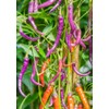 30 Semillas Chile Cayenne Purpura Huerto Urbano Mx