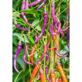 30 Semillas Chile Cayenne Purpura Huerto Urbano Mx