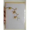 Papyrus 2 Cards Papyrus High Quality Beautiful Orchid Flowers Blank