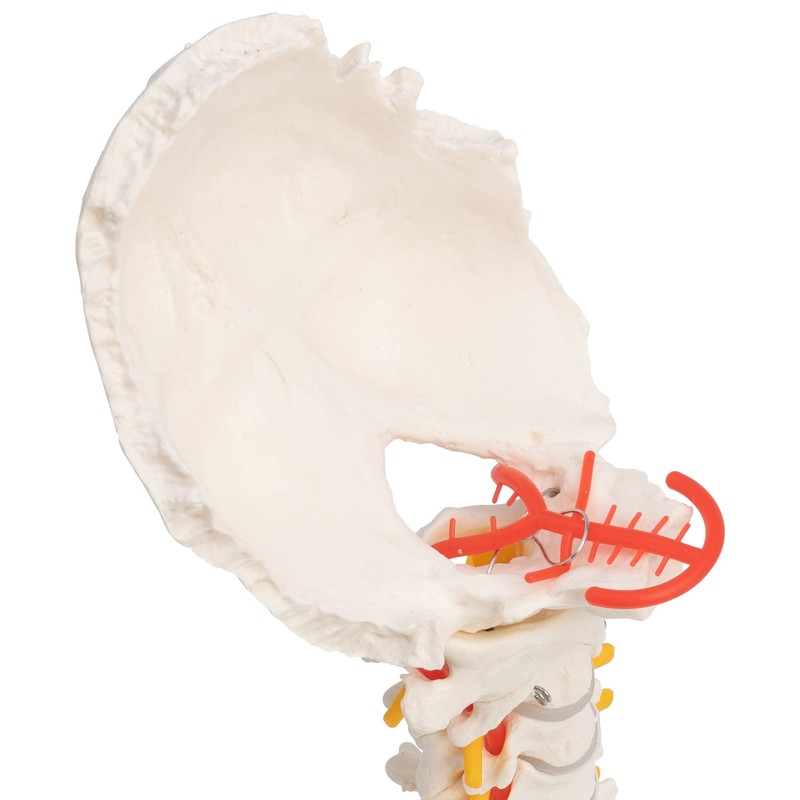 Cranstein A-320 Halswirbelsäule Modell | mit Spinalnerven und Vertebralarterien