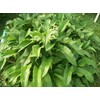 ORGANIC RUSSIAN COMFREY 8 fresh root cuttings for your biomass