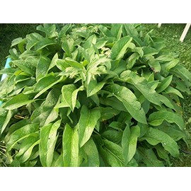 ORGANIC RUSSIAN COMFREY 8 fresh root cuttings for your biomass crop