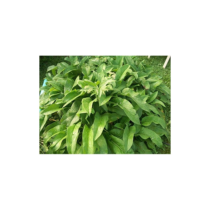 ORGANIC RUSSIAN COMFREY 8 fresh root cuttings for your biomass
