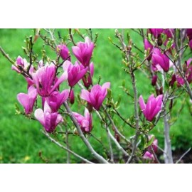 Tree Ann Magnolia tree