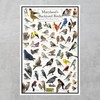 Where's Wildlife Maryland's Backyard Birds Poster - Maryland Bird Chart