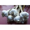 California White Garlic, for Planting (3 Large Heirloom Bulbs)untreated, Organic!