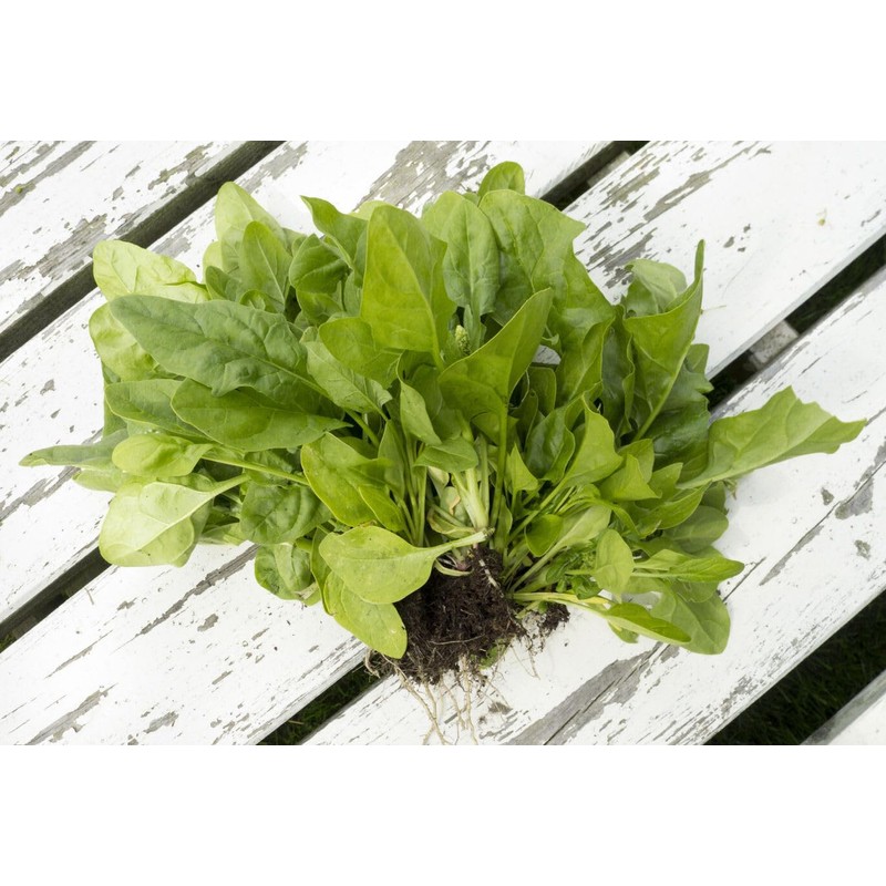 Viridis Hortus - Broccoli Raab (Cime di rapa) - 3,000