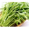 Home-Growth Ong Choy, Water Spinach - 200 Seeds - USA