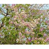 Health & Wild Grass Tea Center, Banaba Tea, Chopped from