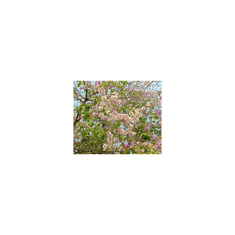 Health & Wild Grass Tea Center, Banaba Tea, Chopped from