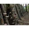Koushiitake Mushitake (Dried Shiitake Mushroom) Produced in Oita Prefecture, 3.5