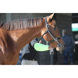 8x10 color photo - LADY EIL  at  november SALES 2 options