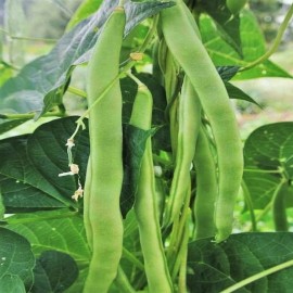 TomorrowSeeds Lu Qing Romano Bean Seeds | Pole Beans Light Green Flat Runner Roma Seed 2025 - 30+ Count