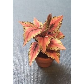 SMA 1:12 Dollhouse Miniature Coleus House Plant Kit/Miniature Garden DI P220