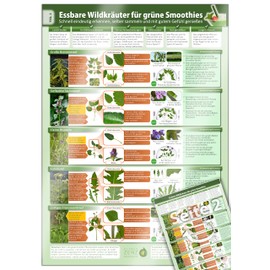 Essbare Wildkräuter für Grüne Smoothies - Erkennungskarte Teil 2 (2018) -: Schnell eindeutig erkennen, selber sammeln und mit gutem Gefühl genießen (laminiert - DINA4)