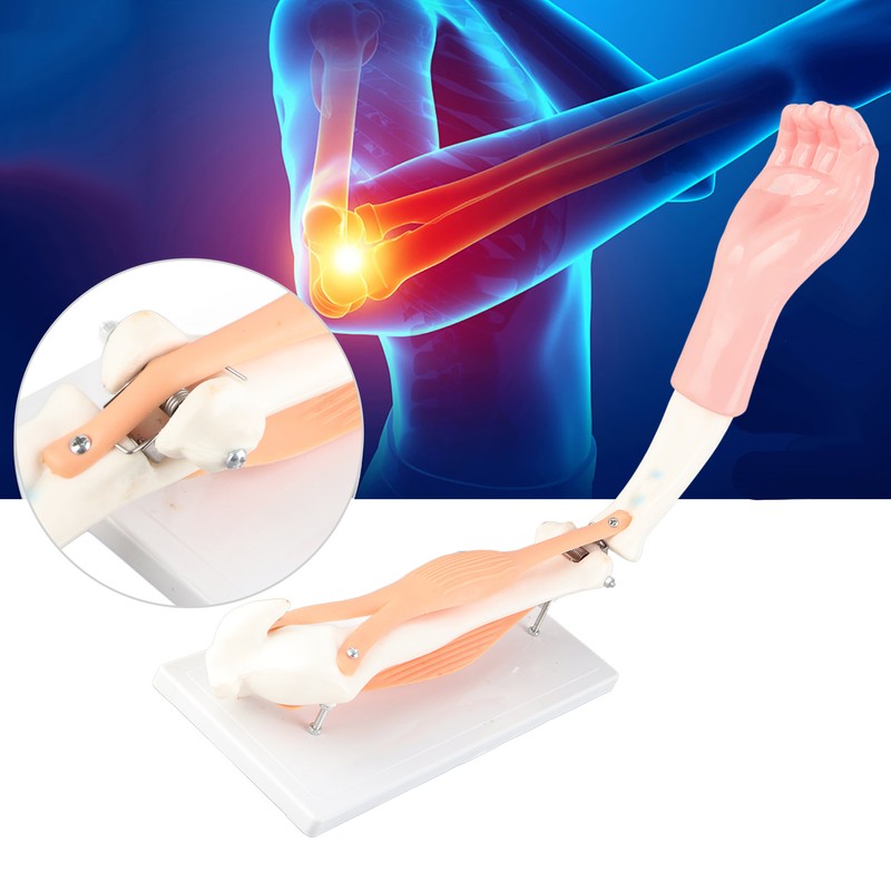 Arm Moving Model Anatomical Elbow Joint Motion Model Primary School