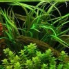 Cryptocoryne Crypt Balansae Large