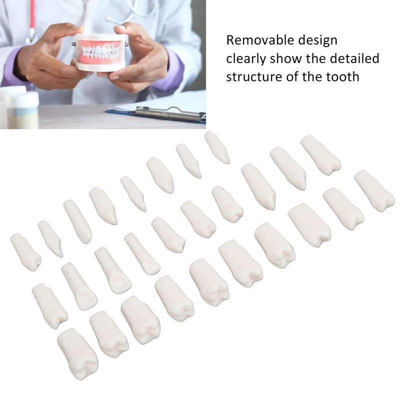 28Pcs Removable Teeth Piece Durable Plastic Removable Design False Teeth