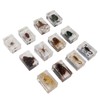 12 Pcs Real Bug Specimens Transparent Resin Science Education Classroom